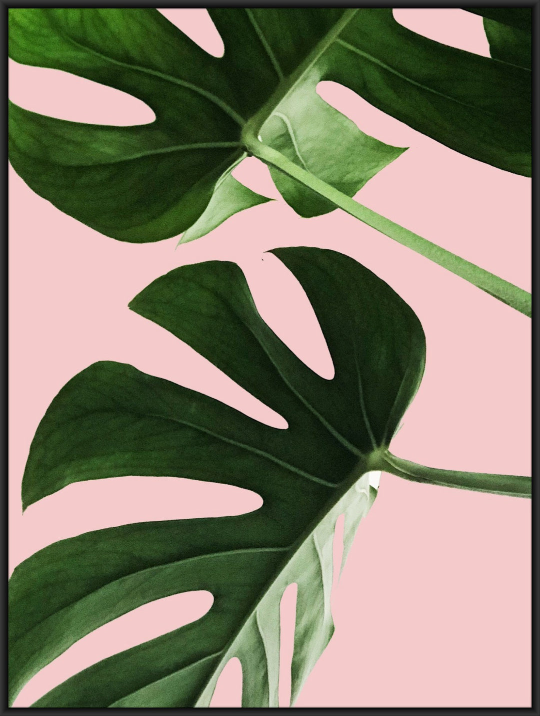 poster monstera plant Monstera leaves poster, pink leaf wall art, plant poster, botanic art – Digital Print Collective