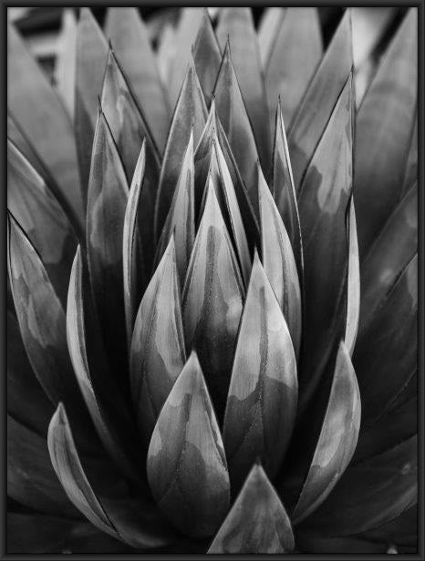 black and white succulent prints Succulent